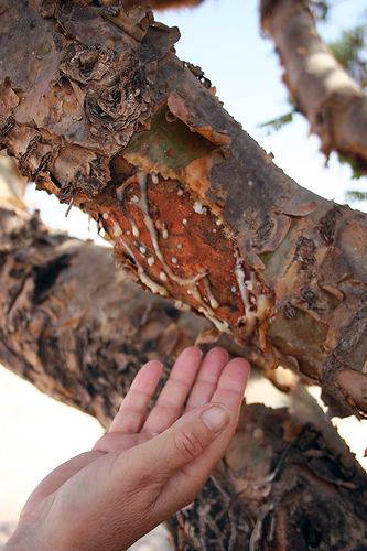 Frankincense tree slash, sap globs