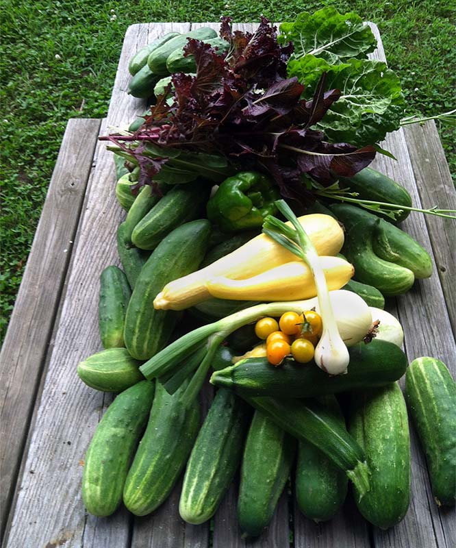 Fresh-veggies-from-Kathys-garden