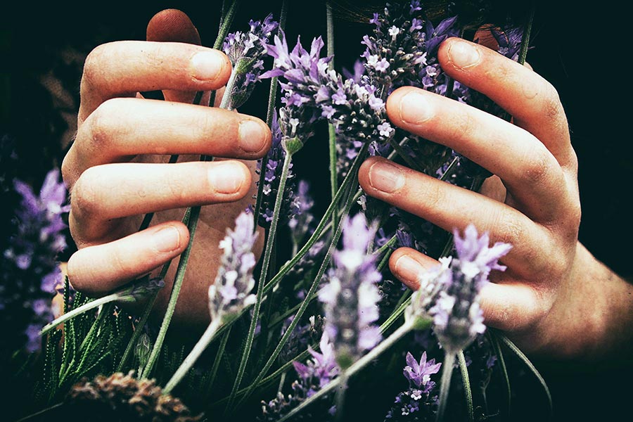 Hands holding fragrant Lavendar