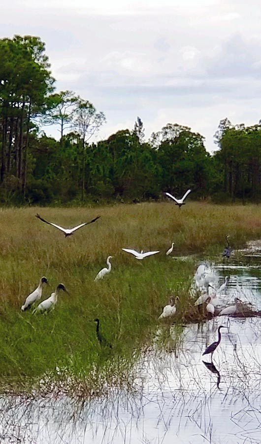 wellBeing Acupuncture, Birds in the Bog