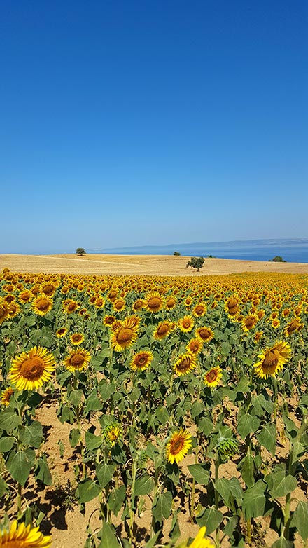 Sunflower field, blue sky